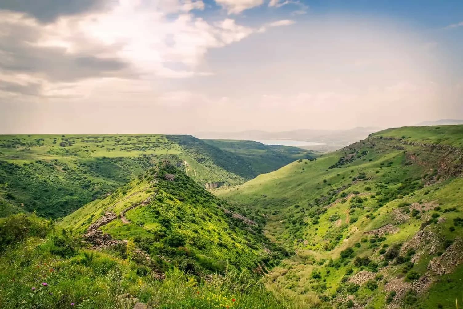 Green valley in Israel with blooming wildflowers and clear blue sky, representing growth and innovation supported by DDD Invoice.