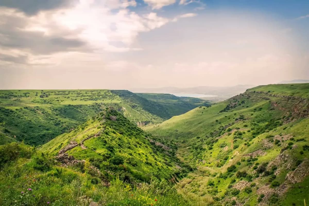 Green valley in Israel with blooming wildflowers and clear blue sky, representing growth and innovation supported by DDD Invoice.